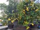 Citrusy mandarinka citron
